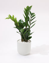 نبتة زاميا بحوض سيراميك مخطط باللون الابيض